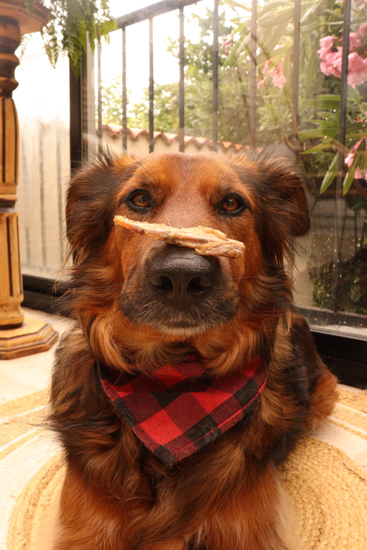 Ailes de poulet 100g Boutique Naturelle le Cani Domaine