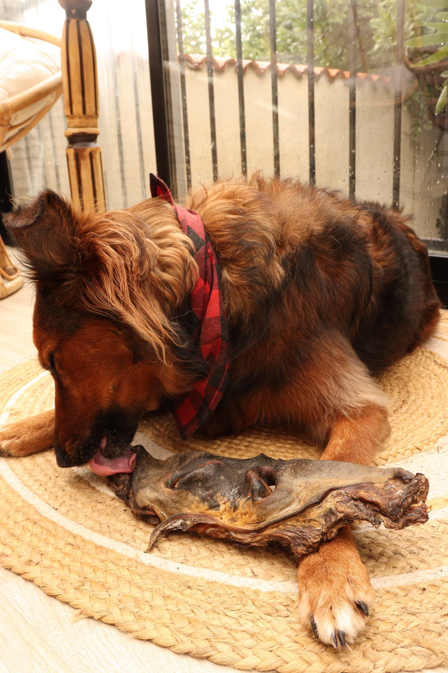 Museau de Bœuf Boutique Naturelle le Cani Domaine