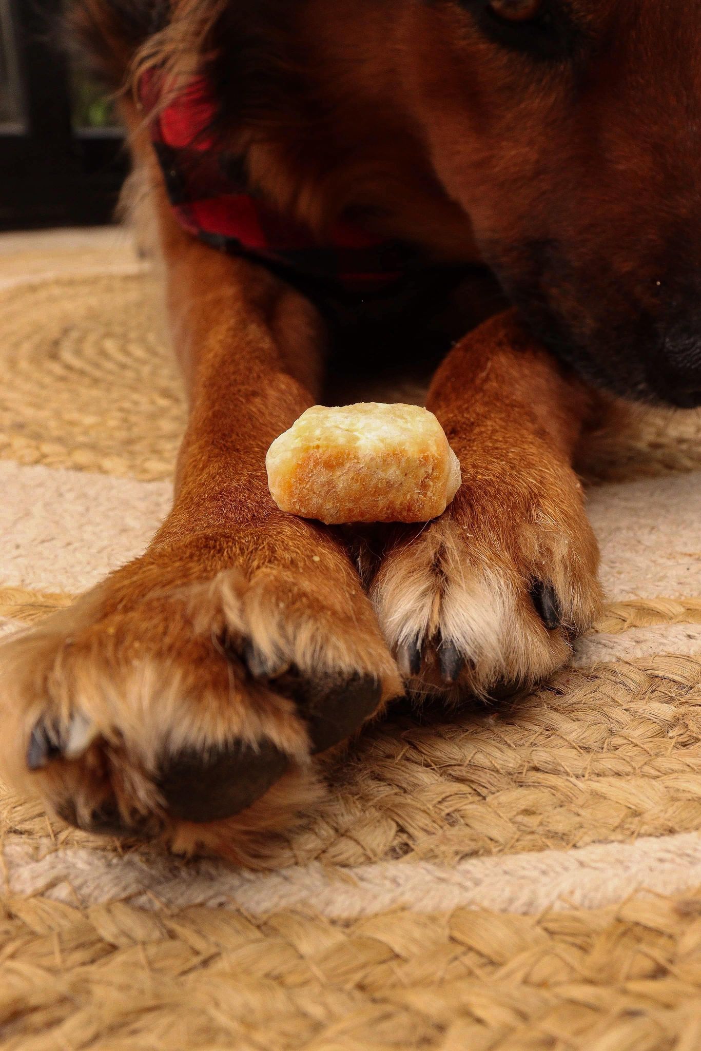 Fromage de Yak soufflé Boutique Naturelle le Cani Domaine