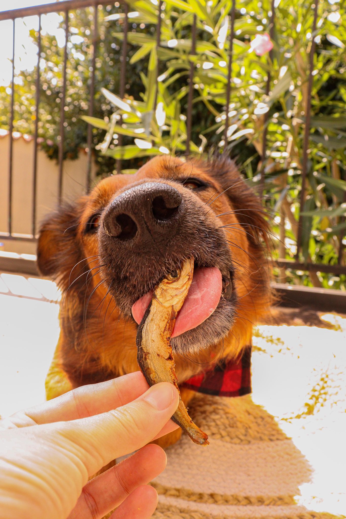 Sprats 100g Boutique Naturelle le Cani Domaine