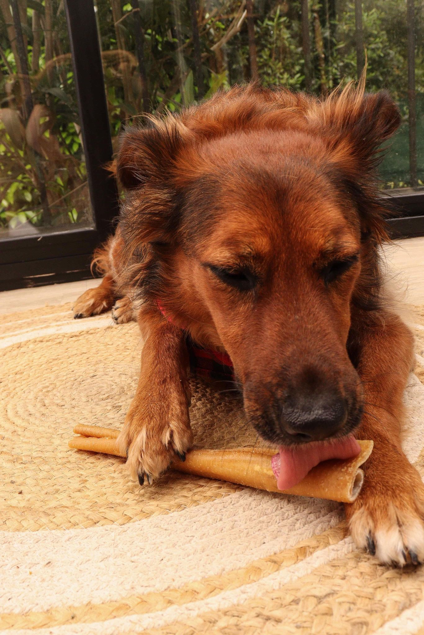 Rouleau de Porc 25cm Boutique Naturelle le Cani Domaine