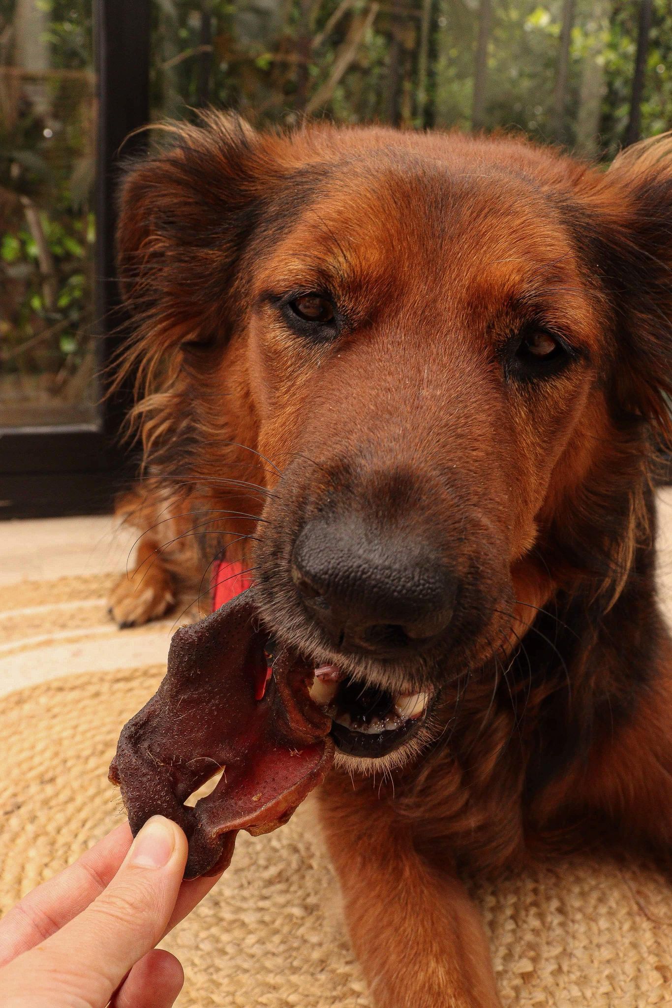 Groins de Porc Boutique Naturelle le Cani Domaine