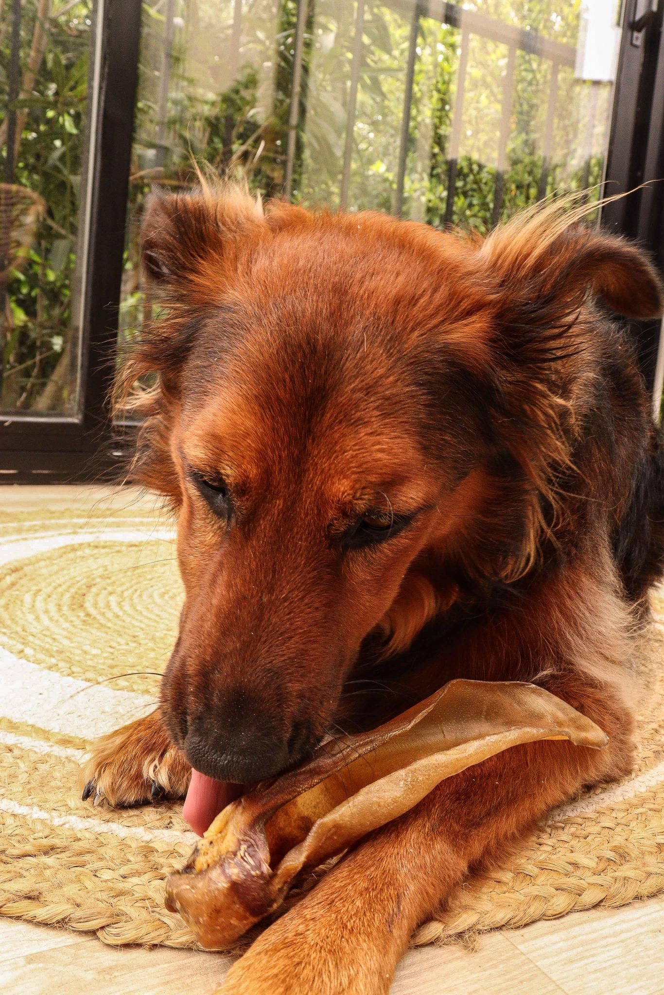 Oreille de bœuf séchée Boutique Naturelle le Cani Domaine