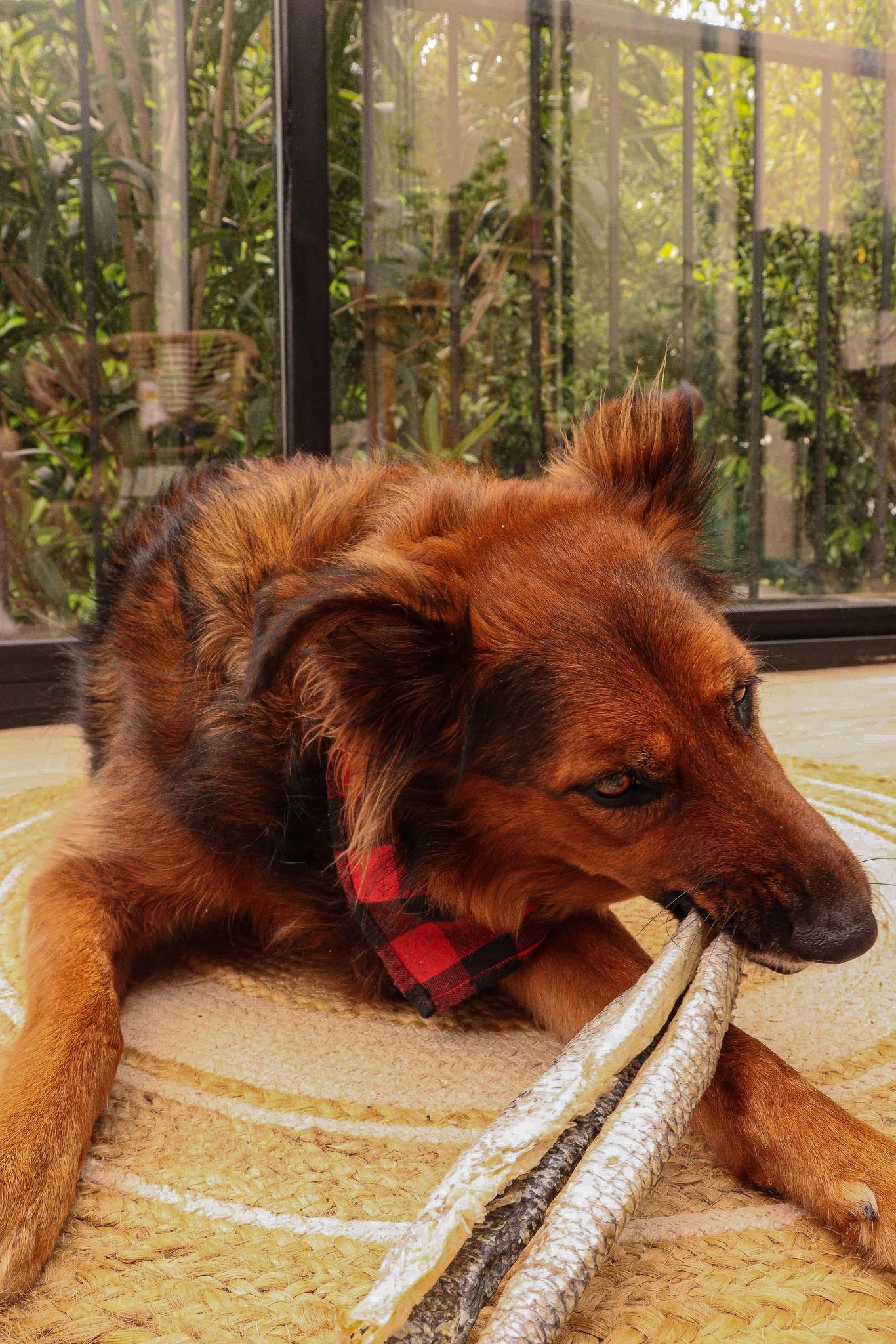 Peau de Saumon Séché Boutique Naturelle le Cani Domaine