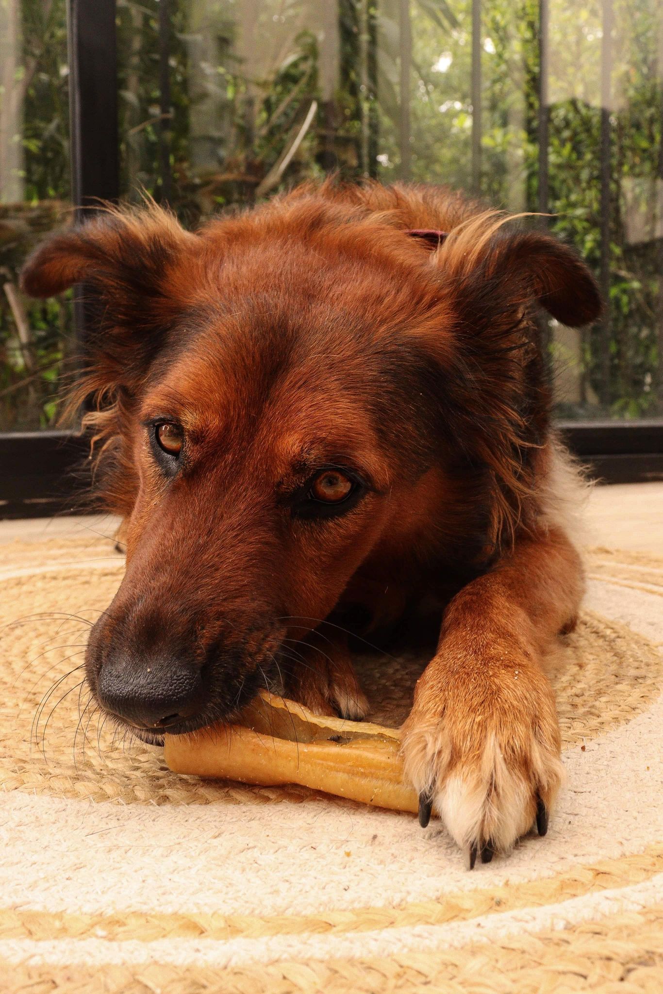 Rouleau de Porc 12cm Boutique Naturelle le Cani Domaine