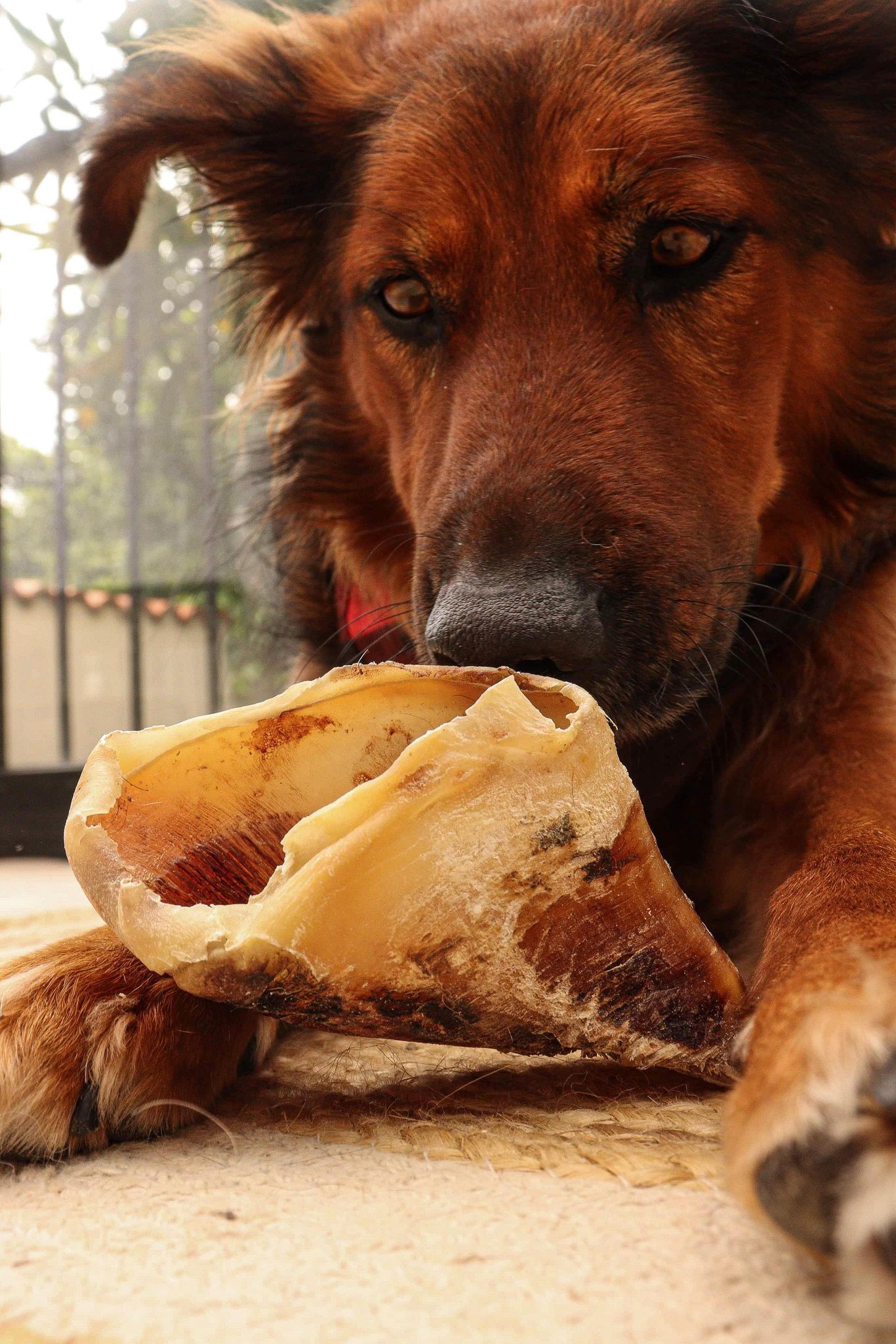 Sabot de Bœuf Boutique Naturelle le Cani Domaine