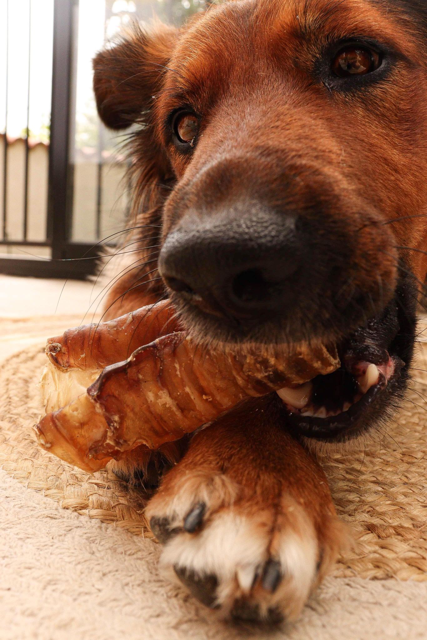 Trachées de Bœuf S 5-8CM Boutique Naturelle le Cani Domaine