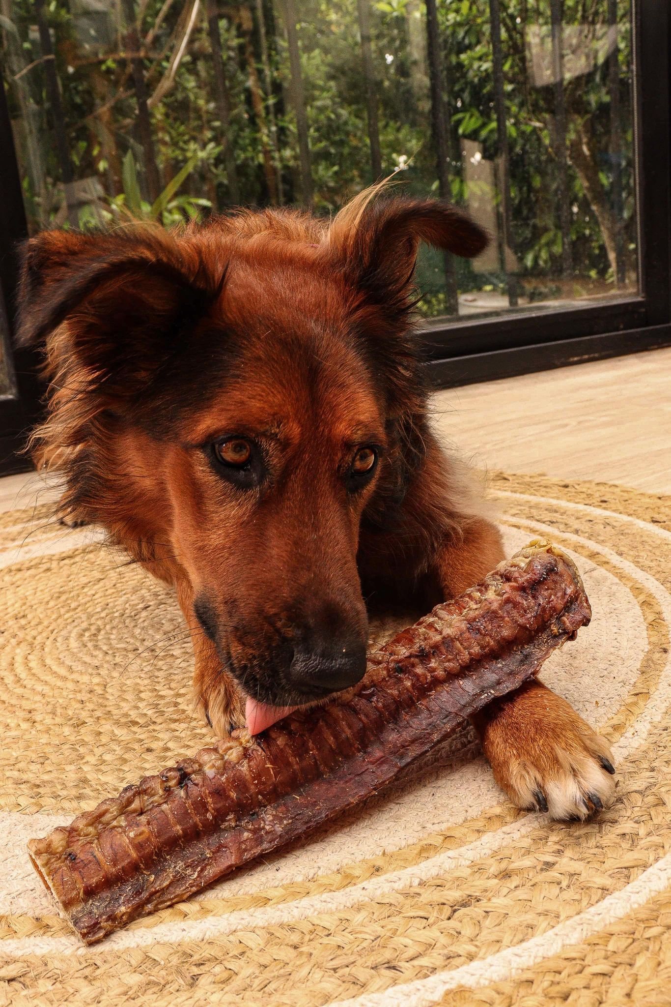 Trachée de Bœuf XL 30cm Boutique Naturelle le Cani Domaine