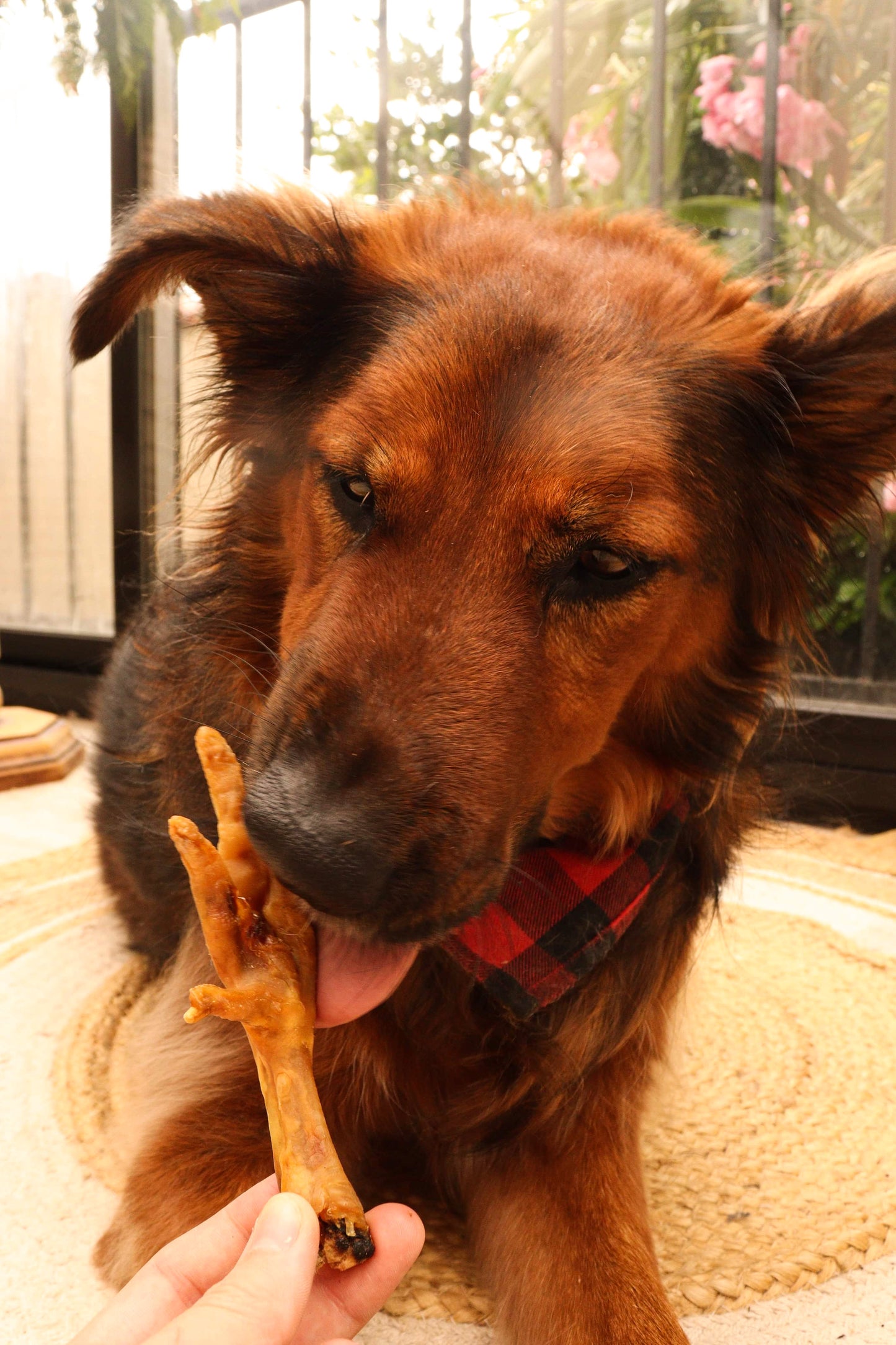 Pattes de Poulet Boutique Naturelle le Cani Domaine